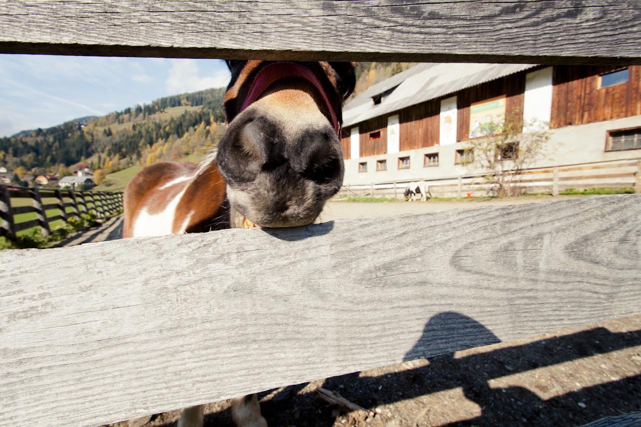 Biohof Seidl Leilighet Bad Kleinkirchheim Eksteriør bilde